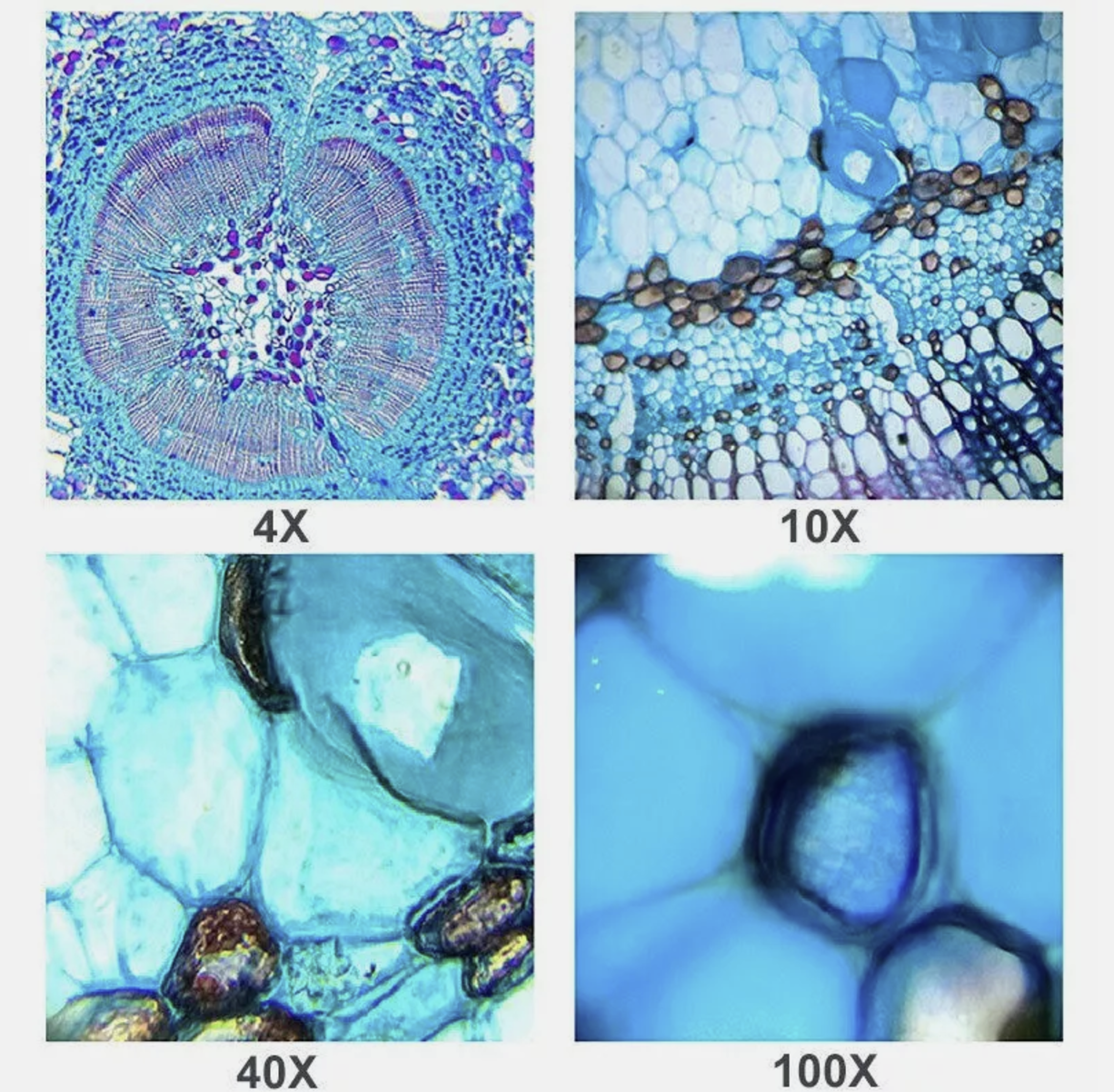 Trinocular Compound Microscope 40X-1000X Professional Lab Biological Microscope
