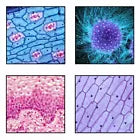 Microscope 2000X Student Biological Top & Bottom LED Illuminated